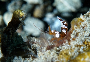 North Sulawesi-2018-DSC04307_rc- Squat shrimp - Crevette de Thor - Thor amboinensis